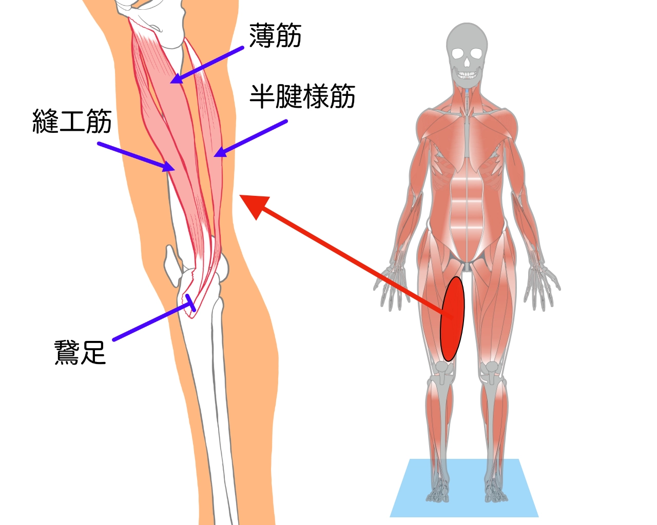 鵞足の説明　
